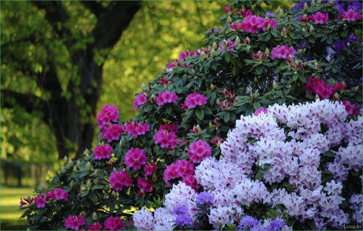 Красивоцветущие кустарники: полное руководство для садоводов