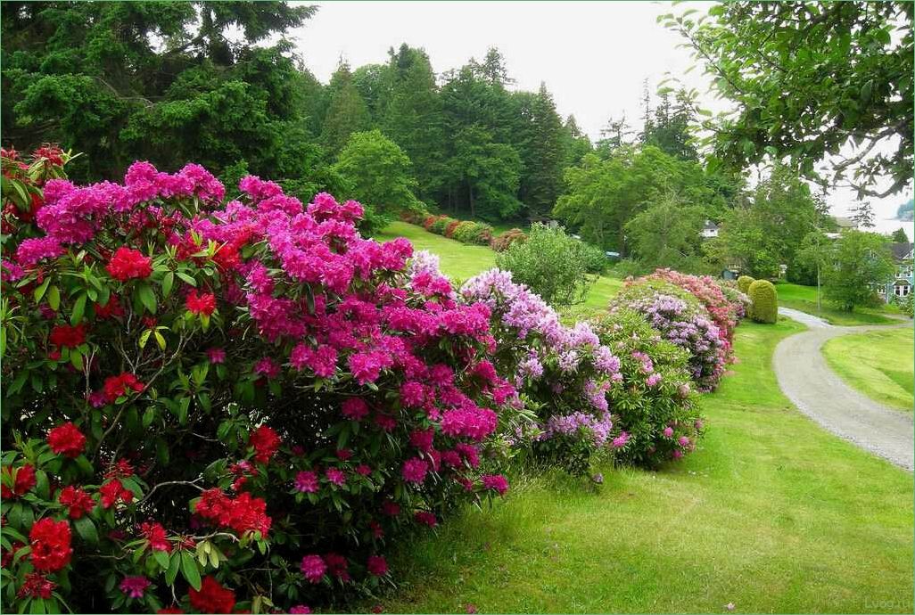 Красивоцветущие кустарники: полное руководство для садоводов
