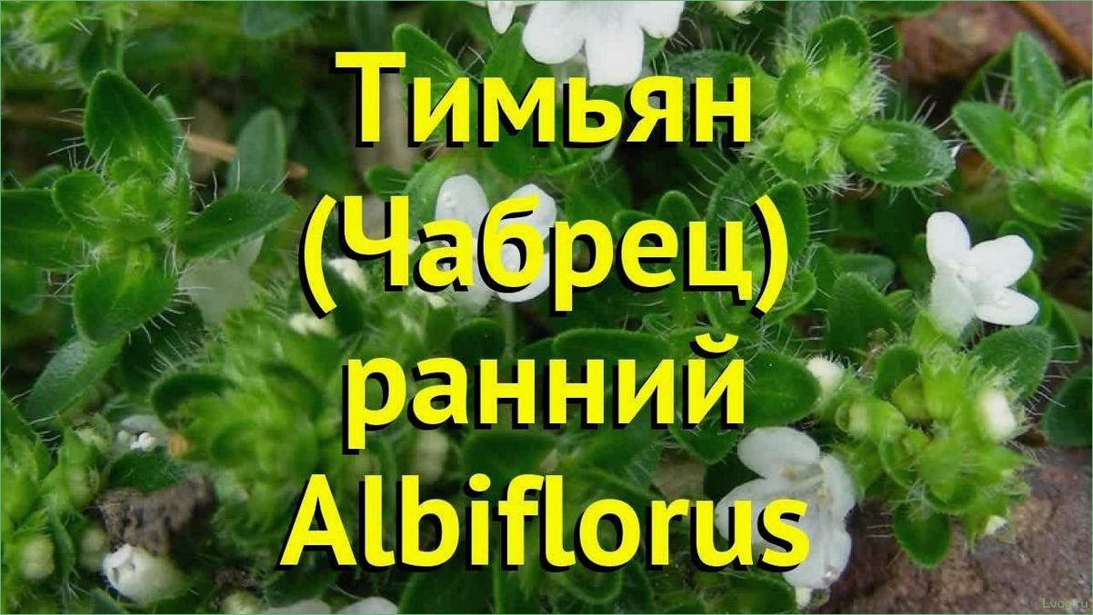 Тимьян (Чабрец) Альбифлорус (Albiflorus): свойства, применение, выращивание