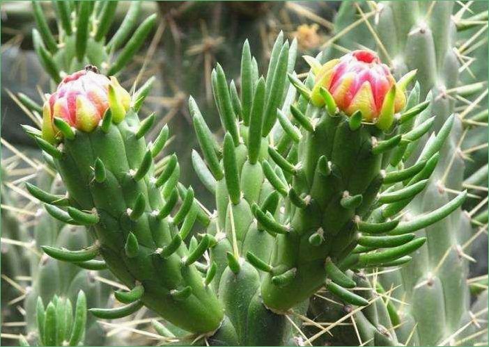 Аустроцилиндропунция (Austrocylindropuntia): особенности и применение