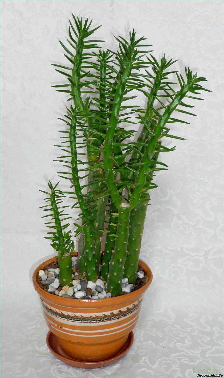 Аустроцилиндропунция (Austrocylindropuntia): особенности и применение