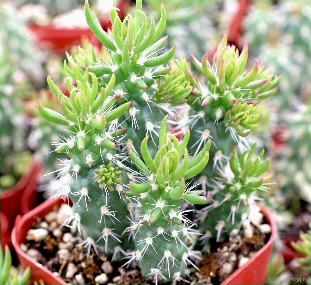 Аустроцилиндропунция (Austrocylindropuntia): особенности и применение