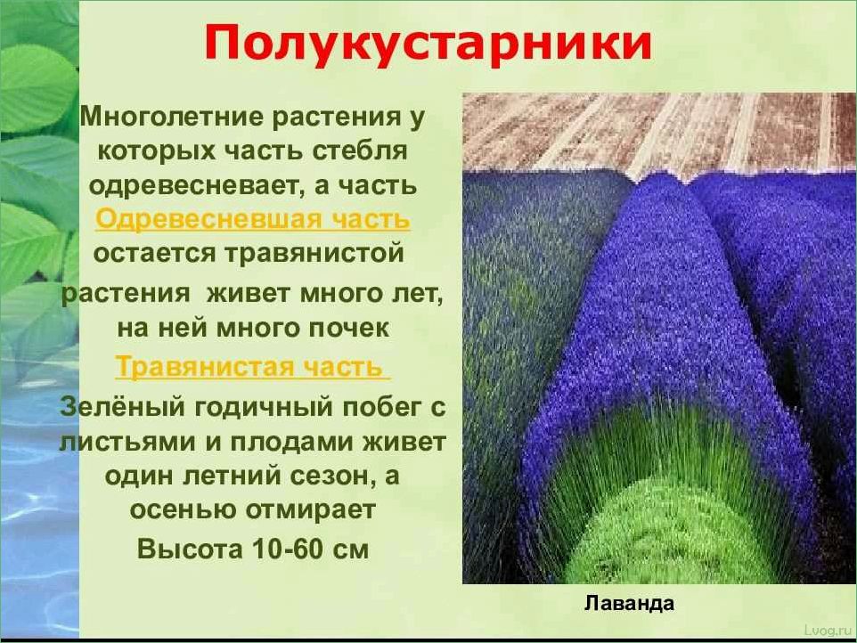 Полукустарники: описание и разновидности — все, что нужно знать