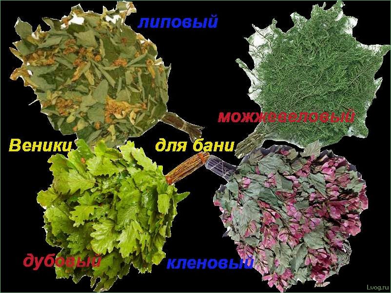 Когда и как заготавливают липовые веники: советы и рекомендации
