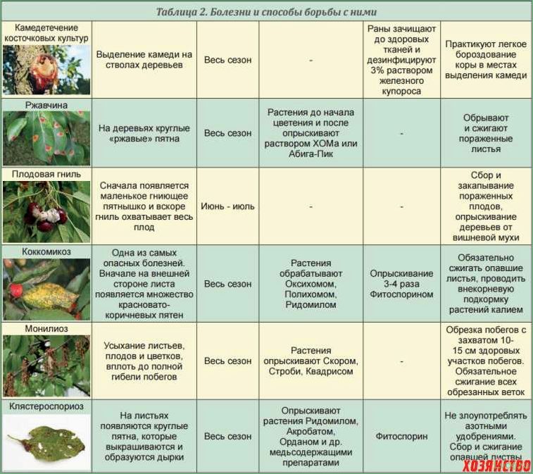 Способы лечения пионов от болезней и вредителей