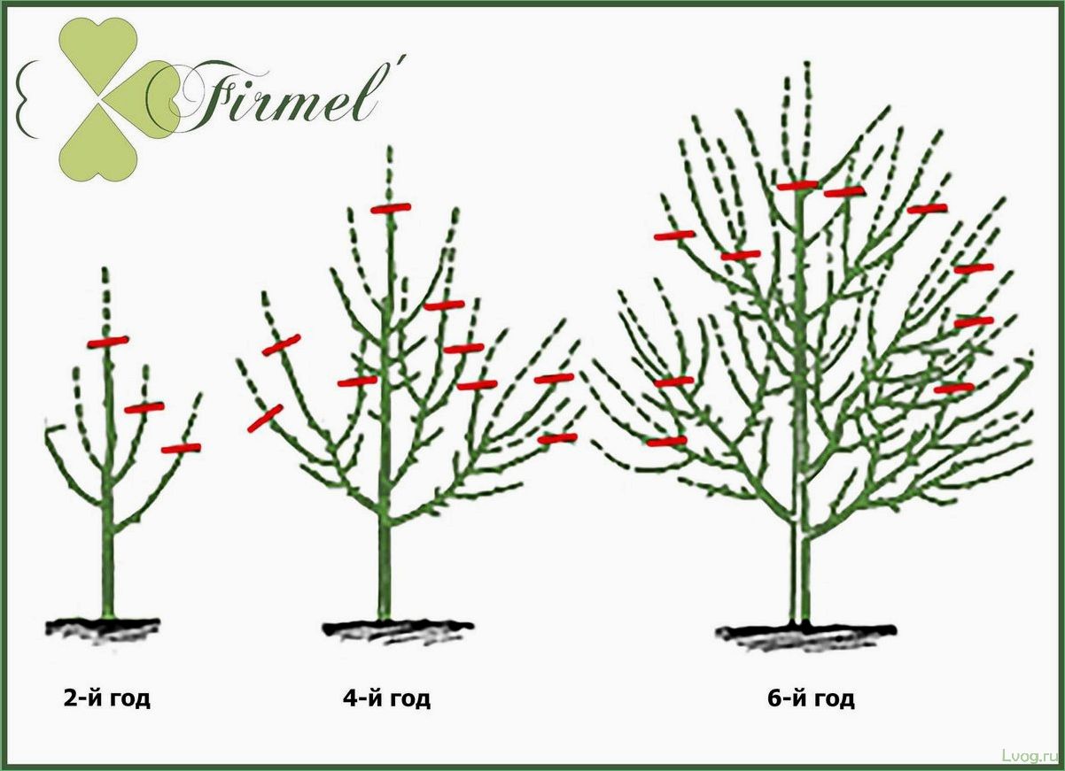 Обрезка плодовых деревьев: основные методы и советы