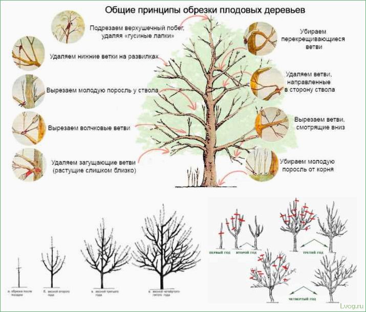 Обрезка плодовых деревьев: основные методы и советы