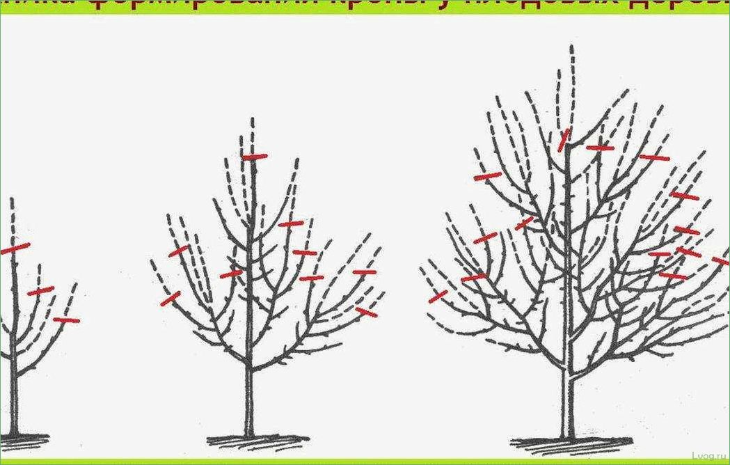 Обрезка плодовых деревьев: основные методы и советы