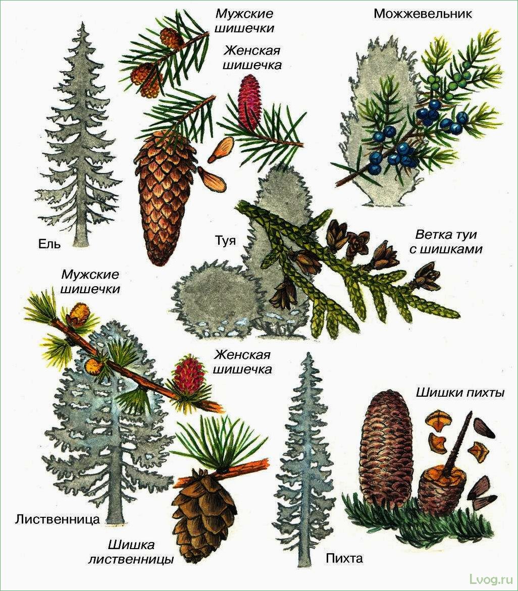Полное руководство по хвойным растениям: сорта, уход и размножение