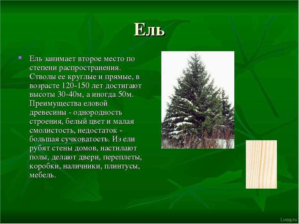 Полное руководство по хвойным растениям: сорта, уход и размножение