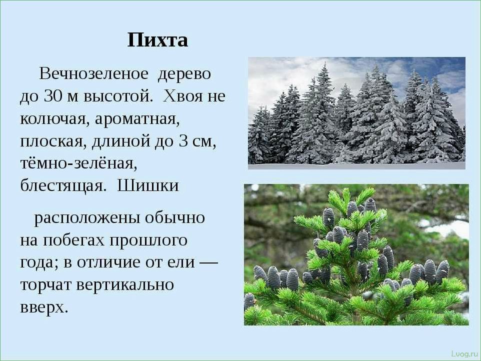 Полное руководство по хвойным растениям: сорта, уход и размножение