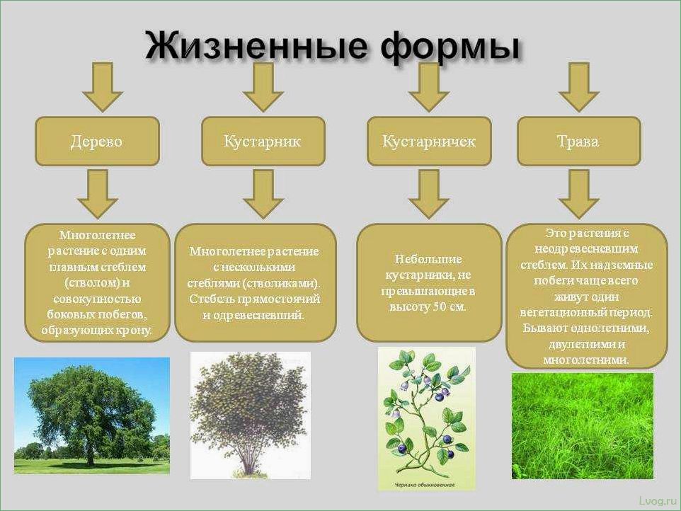 Кустарничек: описание и разновидности