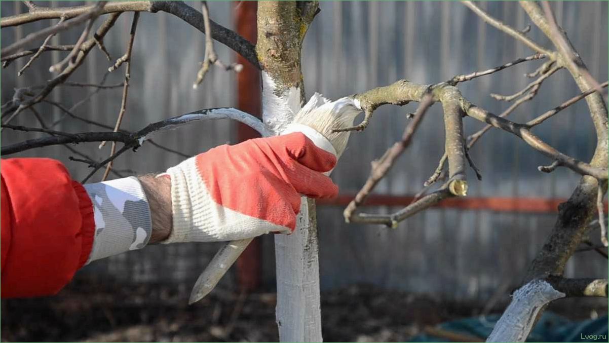 Побелка деревьев зимой: правила и техника