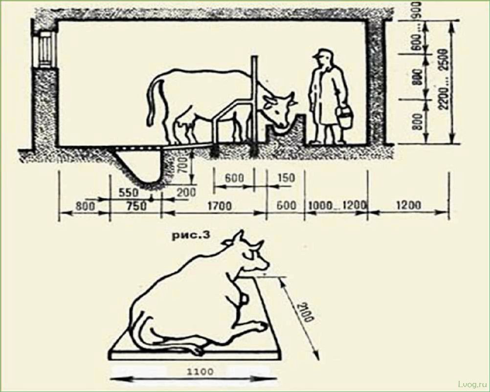 Как правильно строить коровник для эффективного содержания животных