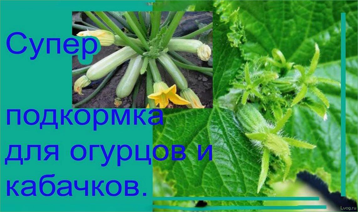 Удобрение Сударушка для огурцов, кабачков, дынь: секреты плодородного урожая