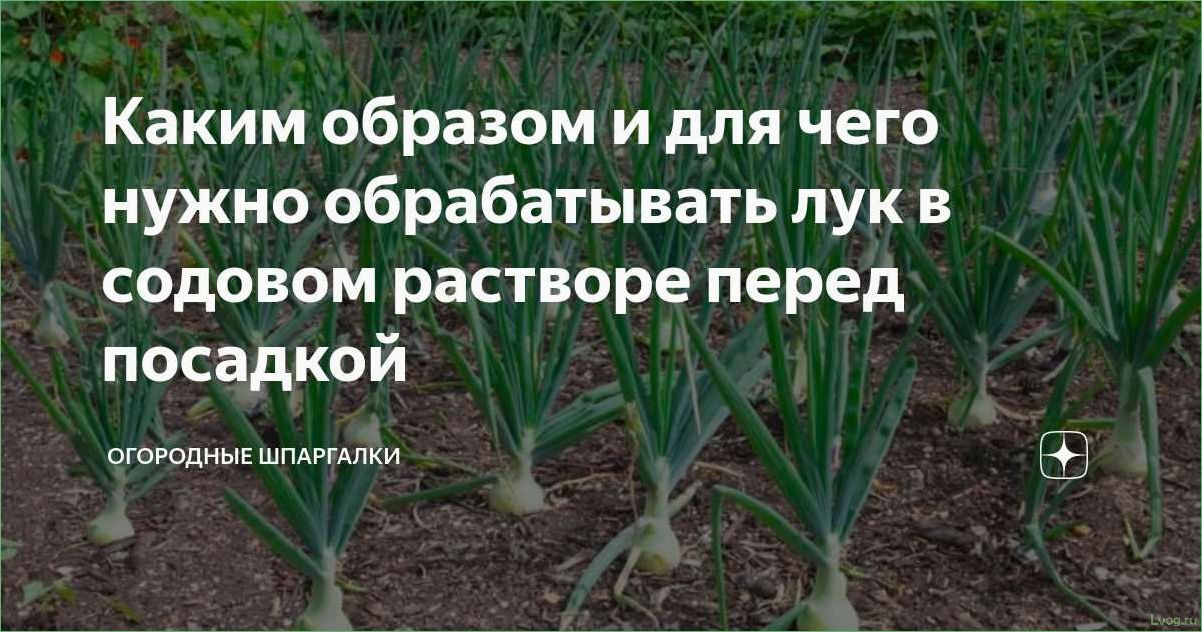 (обработка, лука, перед, посадкой, основные) Обработка лука перед посадкой: основные способы и рекомендации