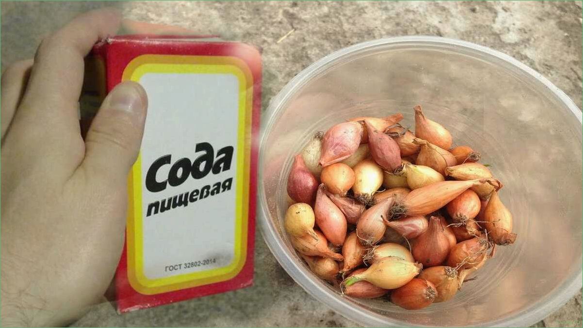 (обработка, лука, перед, посадкой, основные) Обработка лука перед посадкой: основные способы и рекомендации