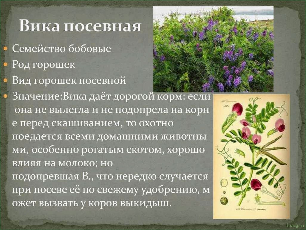 (вика, посевная, особенности, выращивания, использования) Вика посевная: особенности выращивания и использования