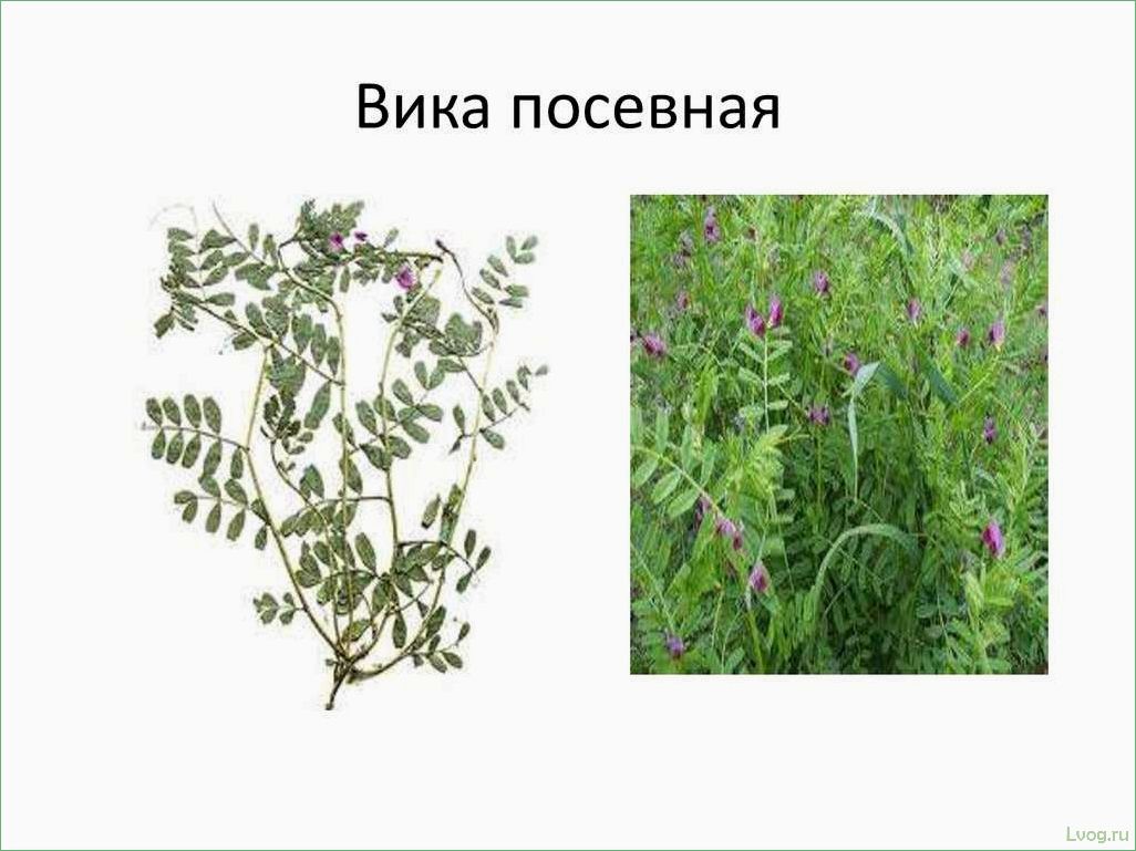 (вика, посевная, особенности, выращивания, использования) Вика посевная: особенности выращивания и использования