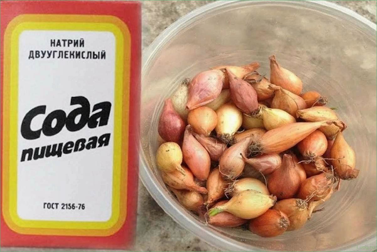Правильная обработка лука перед посадкой: советы и рекомендации