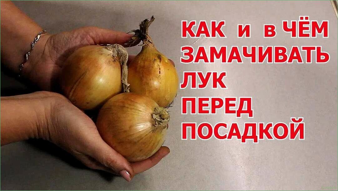 Правильная обработка лука перед посадкой: советы и рекомендации