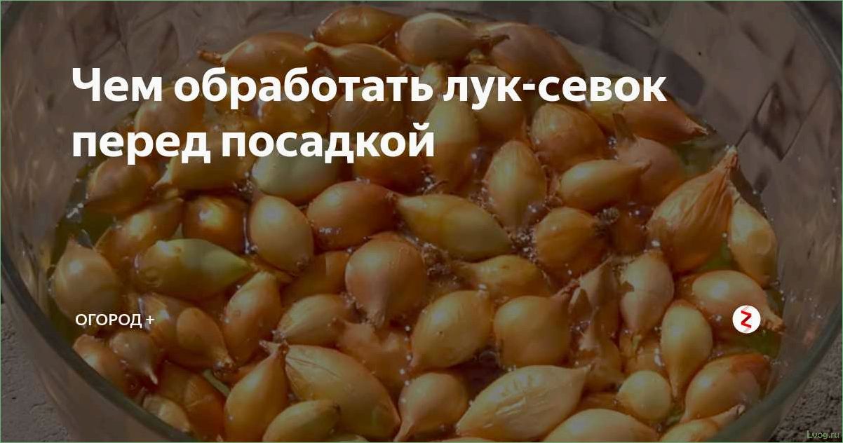 Правильная обработка лука перед посадкой: советы и рекомендации