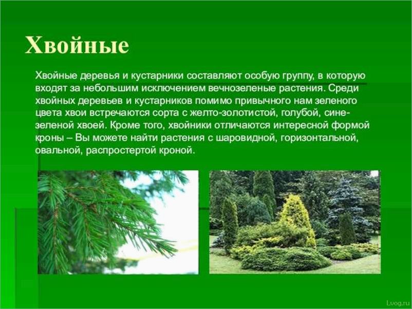 (разнообразие, вечнозеленых, деревьев, виды, особенности) Разнообразие вечнозеленых деревьев: виды и особенности