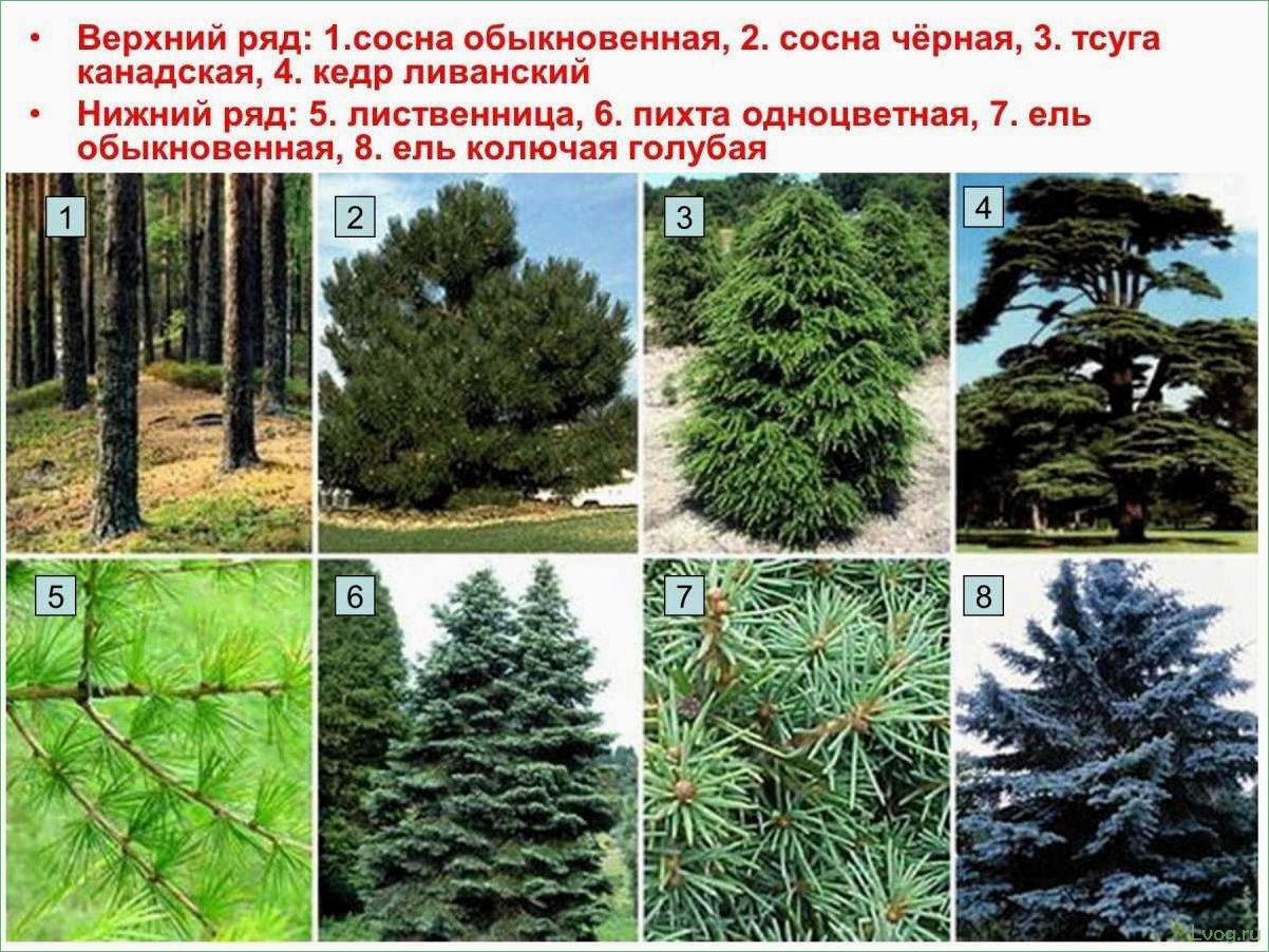 (разнообразие, вечнозеленых, деревьев, виды, особенности) Разнообразие вечнозеленых деревьев: виды и особенности