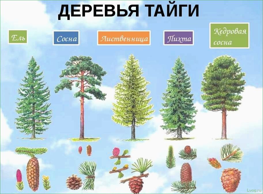 (виды, хвойных, деревьев, особенности, использование) Виды хвойных деревьев, их особенности и использование в ландшафтном дизайне