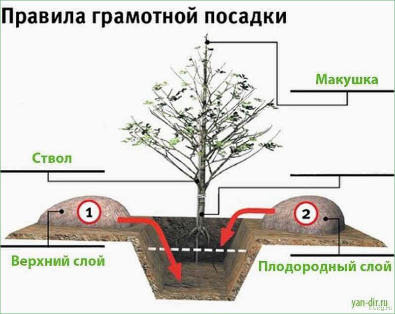 (правильно, сажать, деревья, весной) Когда и как правильно сажать деревья весной