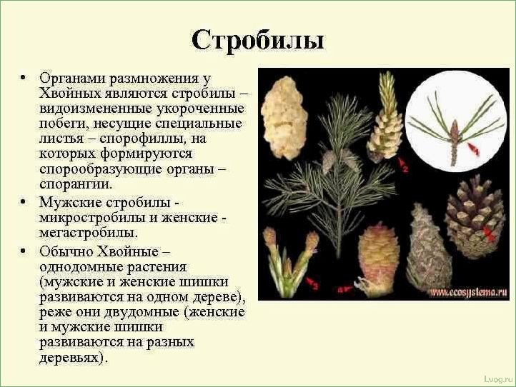 (размножение, хвойных, растений, полезные, советы) Размножение хвойных растений: полезные советы и методы