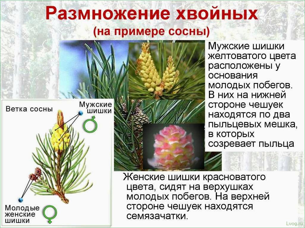 (размножение, хвойных, растений, полезные, советы) Размножение хвойных растений: полезные советы и методы