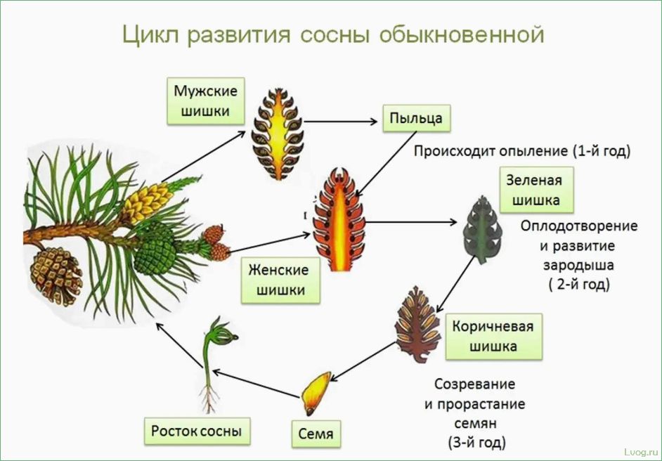 (размножение, хвойных, растений, полезные, советы) Размножение хвойных растений: полезные советы и методы