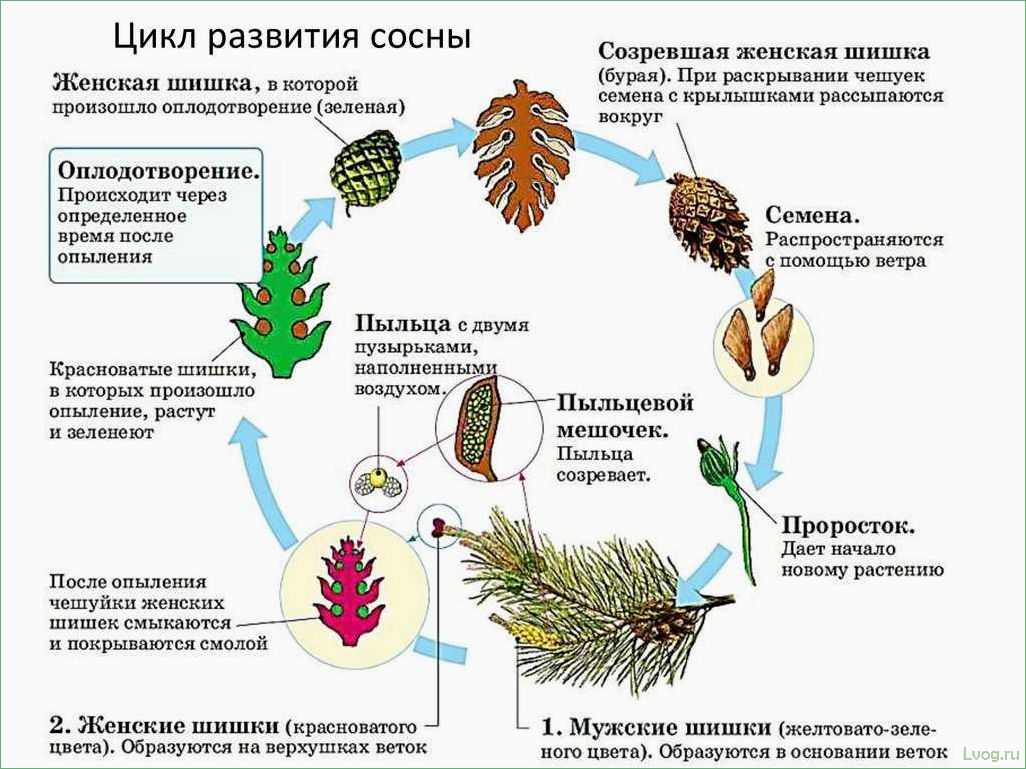 (размножение, хвойных, растений, полезные, советы) Размножение хвойных растений: полезные советы и методы