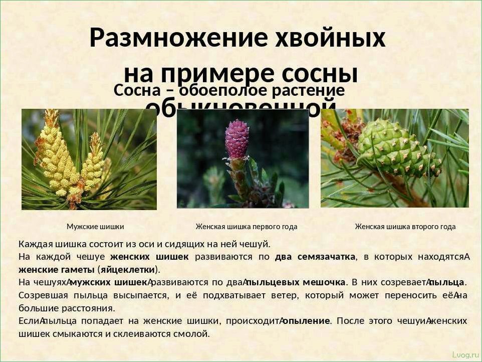 (размножение, хвойных, растений, полезные, советы) Размножение хвойных растений: полезные советы и методы