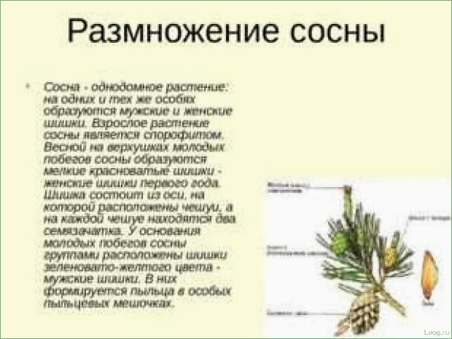 (размножение, хвойных, растений, полезные, советы) Размножение хвойных растений: полезные советы и методы