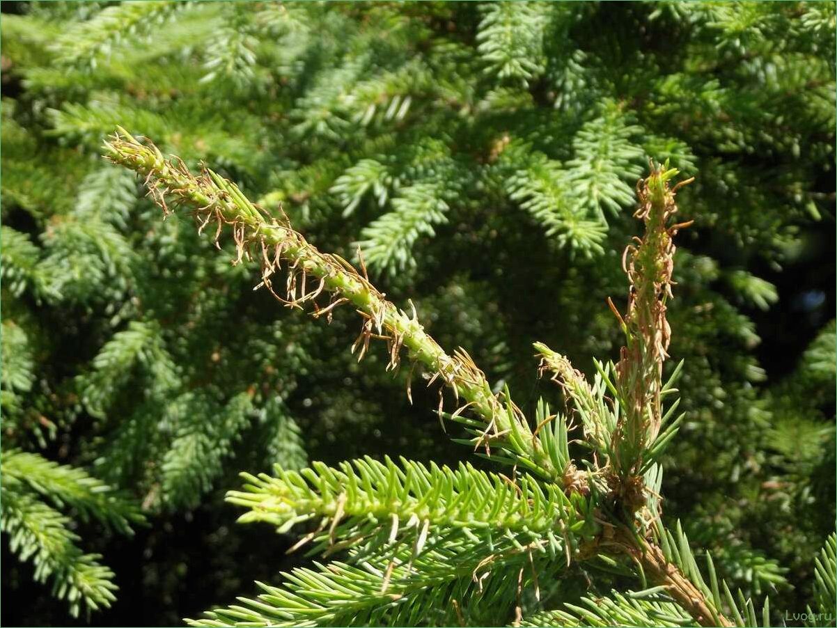Эффективные методы борьбы с болезнями и вредителями елей