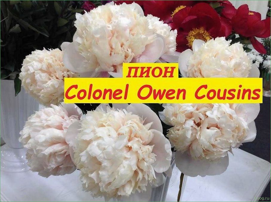 Пионы Колонеля Оуэна Казенса: разнообразие и красота сортов