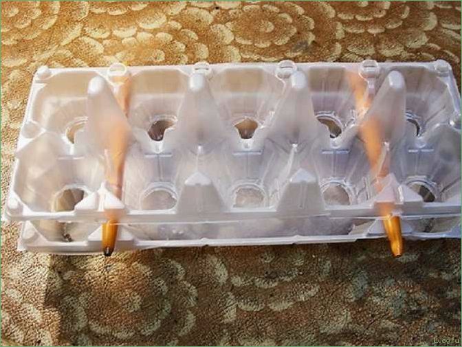 Как вырастить лук в ячейках из-под яиц