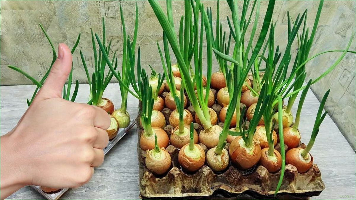 Как вырастить лук в ячейках из-под яиц