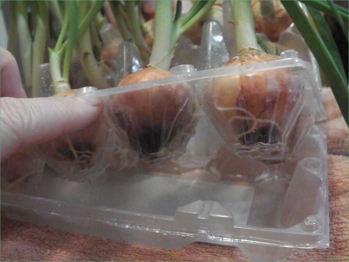 Как вырастить лук в ячейках из-под яиц