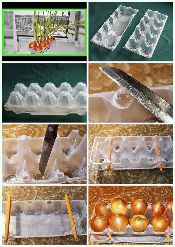 Как вырастить лук в ячейках из-под яиц