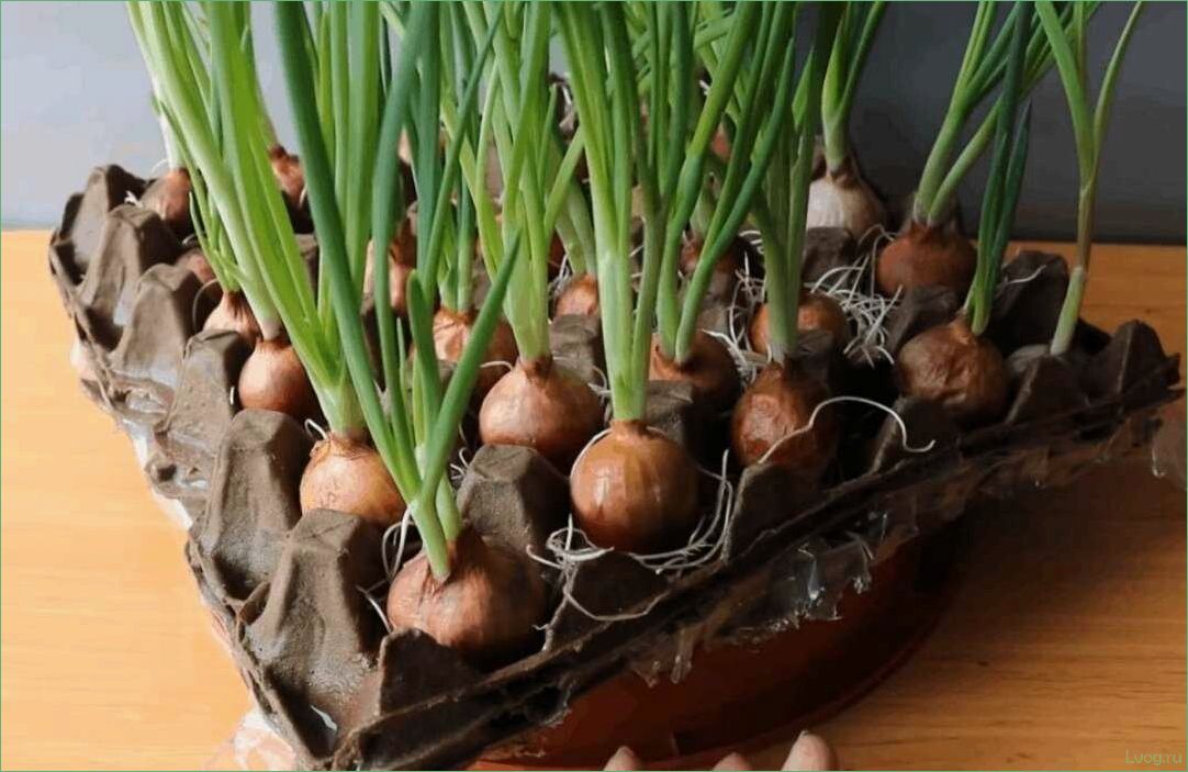 Как вырастить лук в ячейках из-под яиц