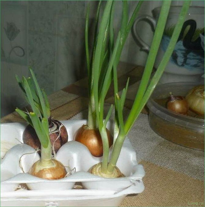 Как вырастить лук в ячейках из-под яиц