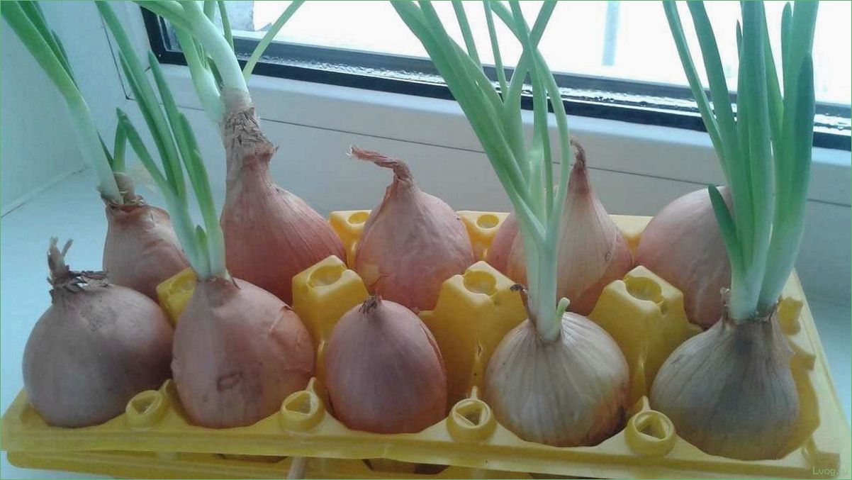 Как вырастить лук в ячейках из-под яиц