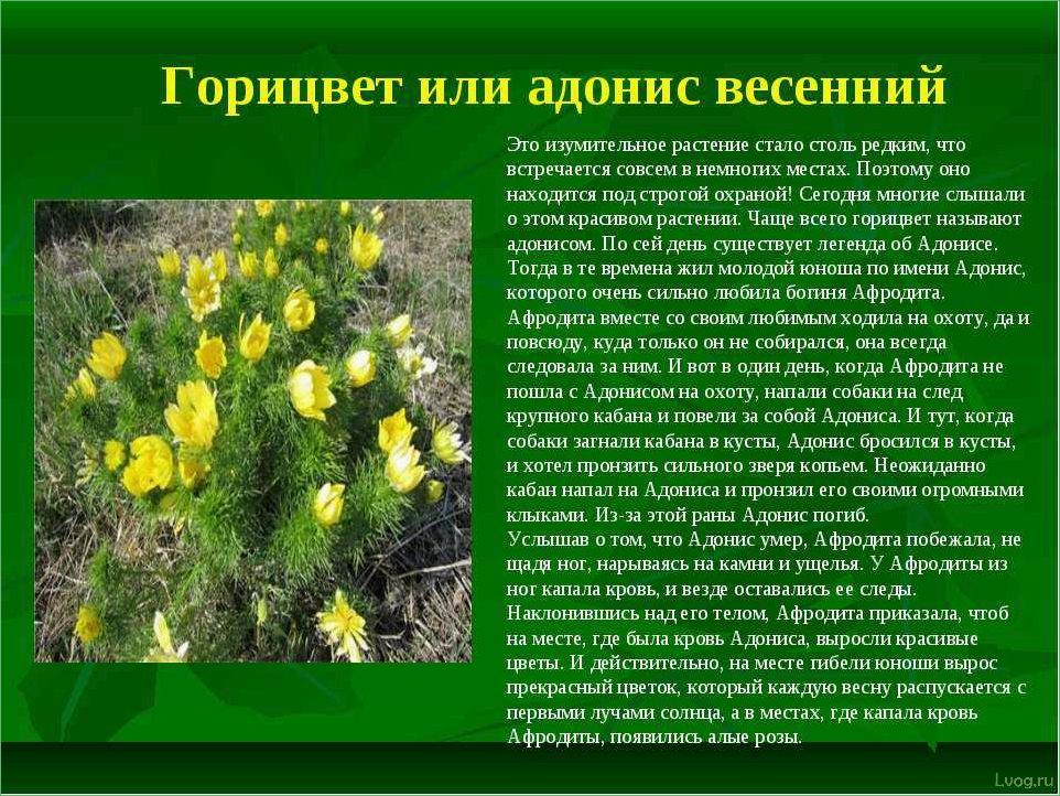 (выращивание, адониса, весеннего, советы, описание) Выращивание адониса весеннего: советы и описание процесса