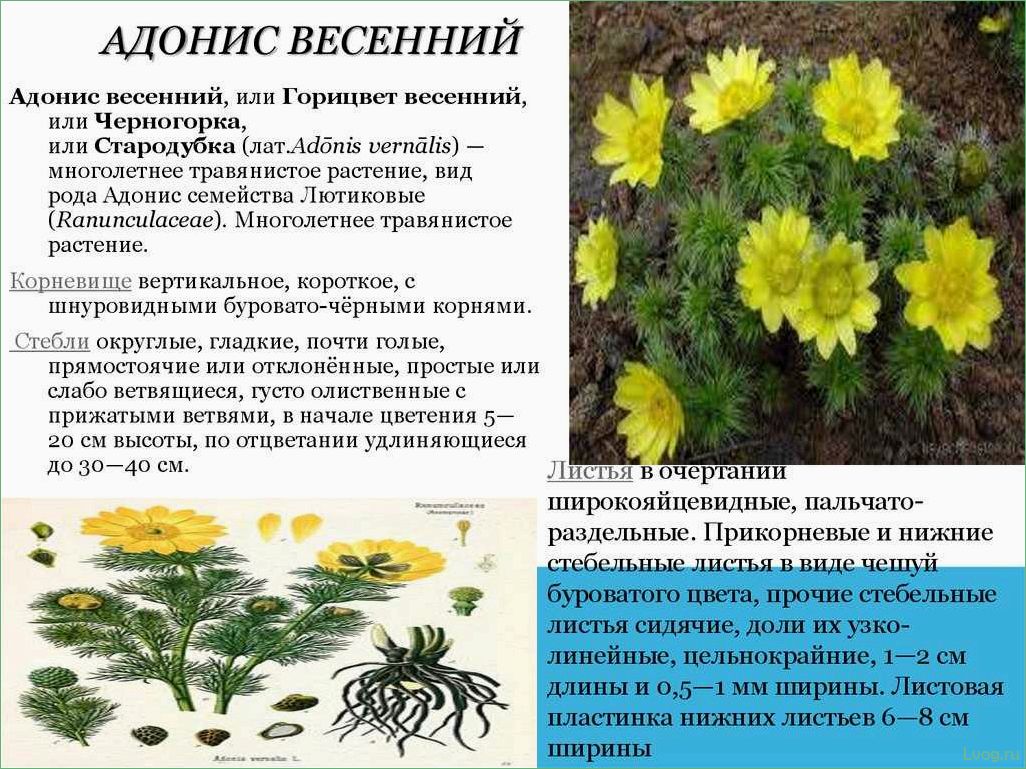 (выращивание, адониса, весеннего, советы, описание) Выращивание адониса весеннего: советы и описание процесса