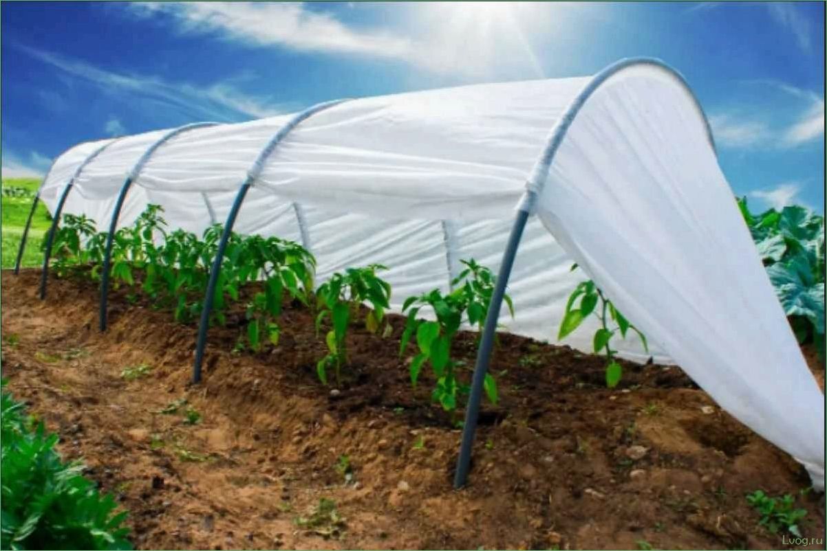 (парники, теплицы, дачи, выбрать, лучшую) Парники и теплицы для дачи: как выбрать лучшую модель