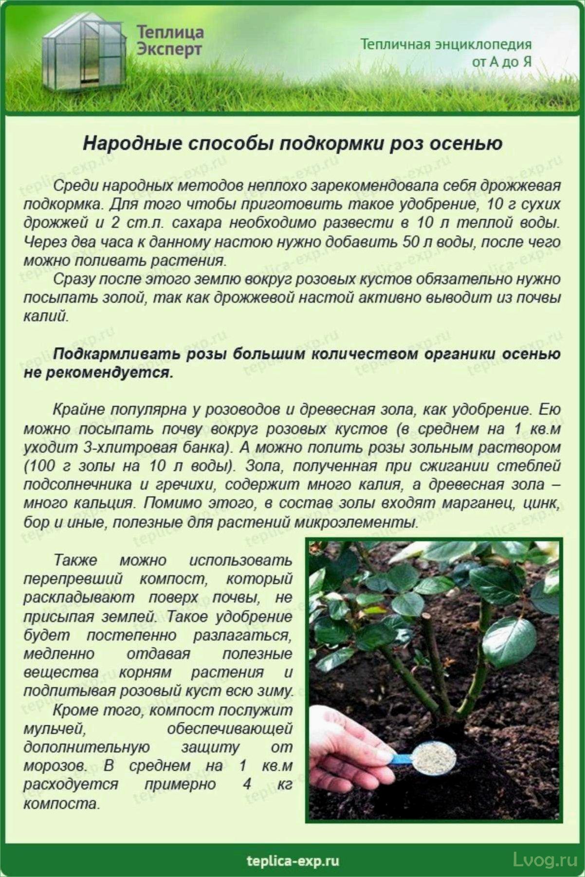 (удобрения, правила, использования, рекомендации) Удобрения для роз: правила использования и рекомендации