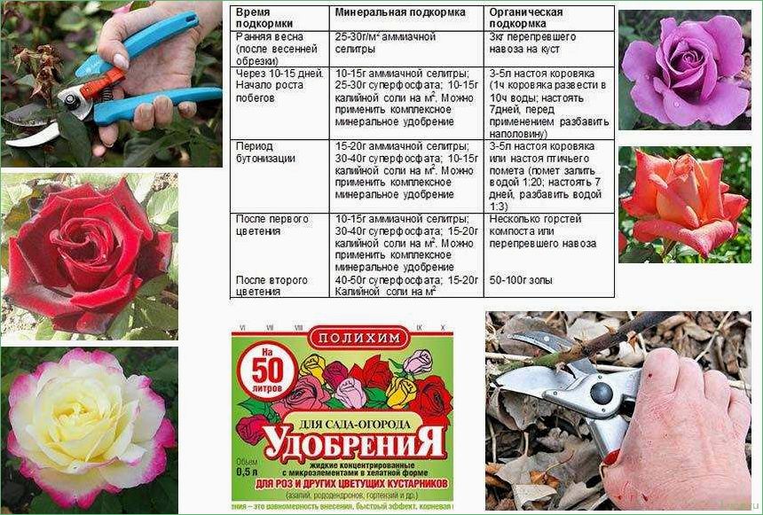 (удобрения, правила, использования, рекомендации) Удобрения для роз: правила использования и рекомендации